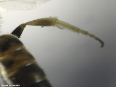 Lasioglossum malachurum