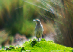 Anthus bogotensis