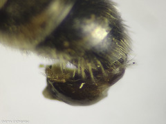 Lasioglossum malachurum