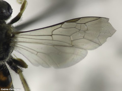 Lasioglossum malachurum