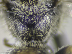 Lasioglossum malachurum