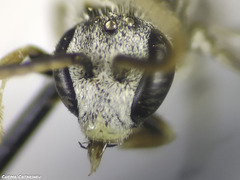 Lasioglossum malachurum