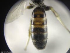 Lasioglossum malachurum