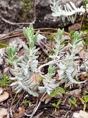Ajugoideae