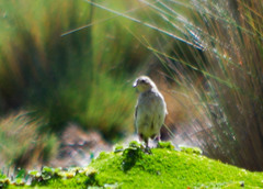 Anthus bogotensis