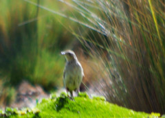Anthus bogotensis