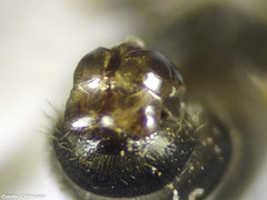 Lasioglossum malachurum