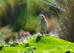 Anthus bogotensis
