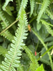 Ceriagrion annulatum