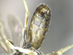 Lasioglossum malachurum