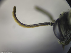 Lasioglossum malachurum