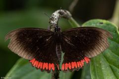 Biblis hyperia nectanabis