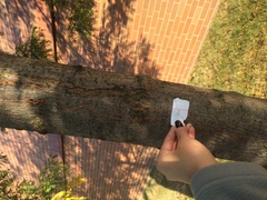 Gleditsia triacanthos inermis