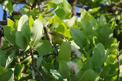 Zosterops anderssoni