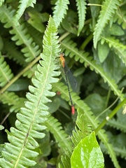 Ceriagrion annulatum