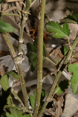 Hibiscus phoeniceus