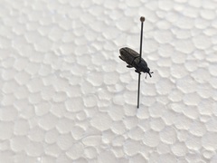 Sphenophorus venatus