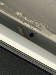 Anolis cristatellus