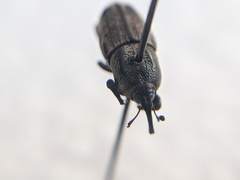 Sphenophorus venatus