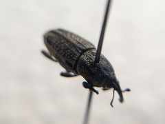 Sphenophorus venatus