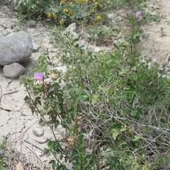 Hibiscus phoeniceus