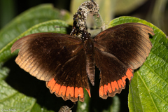 Biblis hyperia nectanabis