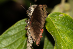 Biblis hyperia nectanabis
