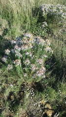 Galatella