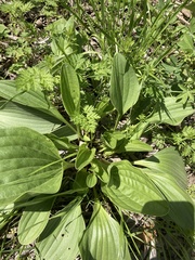 Arnoglossum plantagineum