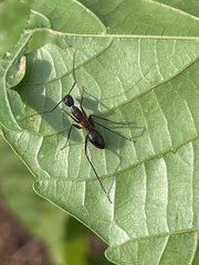 Camponotus etiolipes