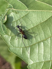 Camponotus etiolipes