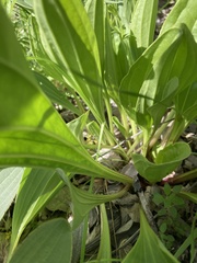 Arnoglossum plantagineum