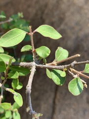 Psilotrichum scleranthum