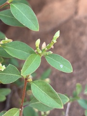 Psilotrichum scleranthum