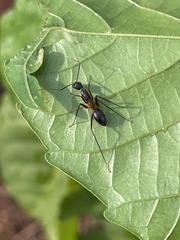 Camponotus etiolipes
