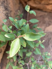 Psilotrichum scleranthum