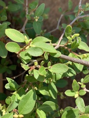 Psilotrichum scleranthum