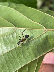Camponotus etiolipes