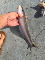 Malacanthus plumieri