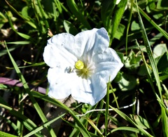 Nierembergia calycina