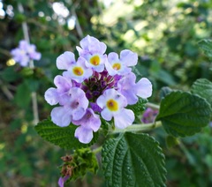 Lantana megapotamica