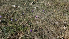 Crocus ligusticus