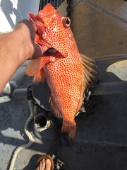Epinephelus guttatus