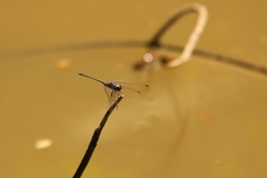 Trithemis aconita