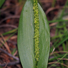 Malaxis macrostachya