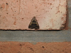 Melipotis bisinuata