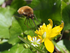 Bombylius major