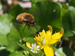 Bombylius major