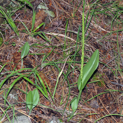 Malaxis macrostachya