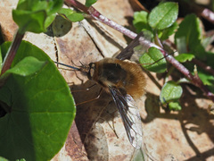 Bombylius major